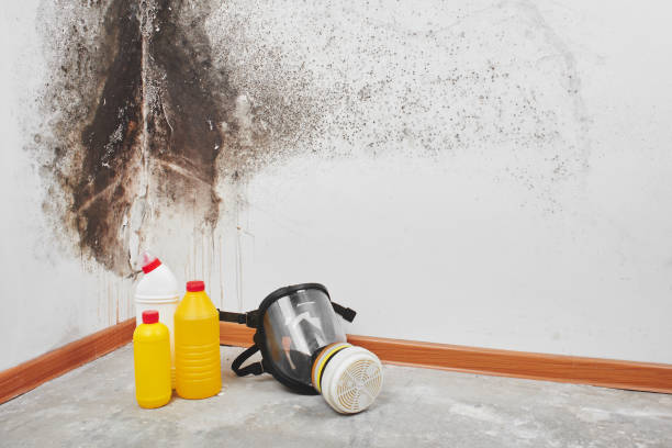 Best Commercial Mold Removal  in Greenfield, IN