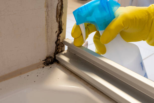 Best Mold Damage Repair  in Greenfield, IN