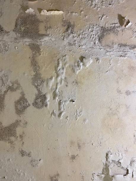 Greenfield, IN Mold Removal Company