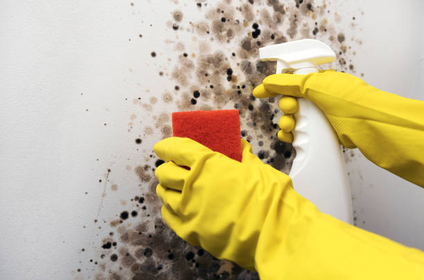 Best Attic Mold Removal  in Greenfield, IN