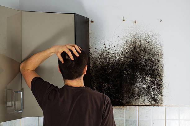 Best Mold Cleaning Services  in Greenfield, IN