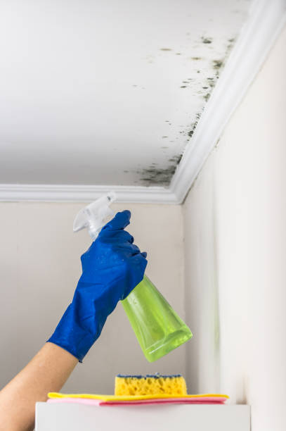 Best Mold Removal Company Near Me  in Greenfield, IN