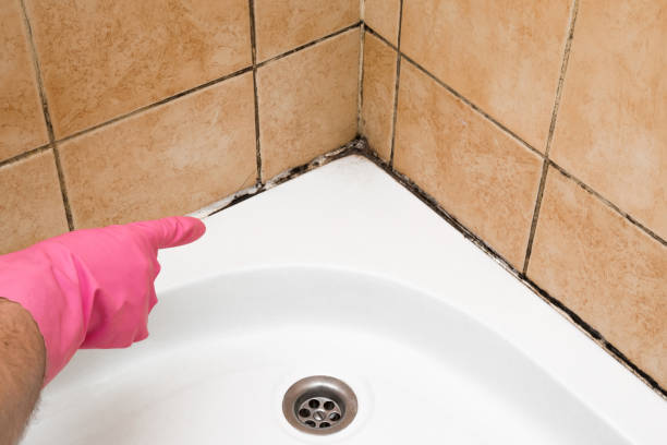 Mold Removal Process in Greenfield, IN